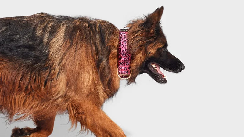 Why Most Dog Fashion Is Designed for Small Dogs — and Where That Leaves Big Breeds