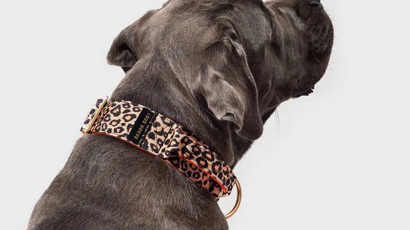 The Wide Collar Difference: Why Standard Straps Fail Big, Strong Dogs