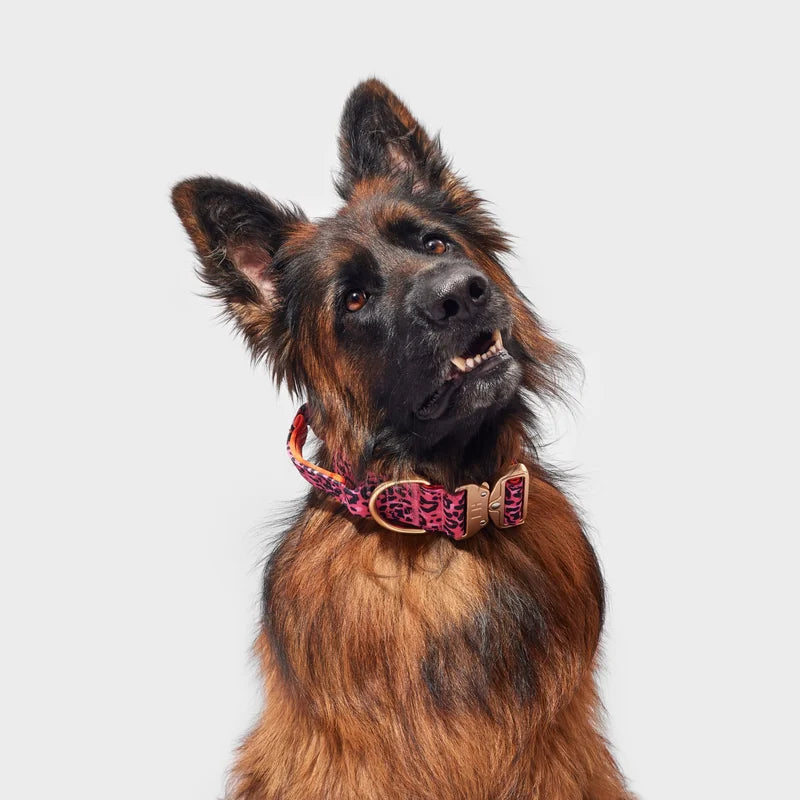 German Shepherd tilting its head, wearing the Loud Hound Bardot pink leopard print collar with matt gold clasp