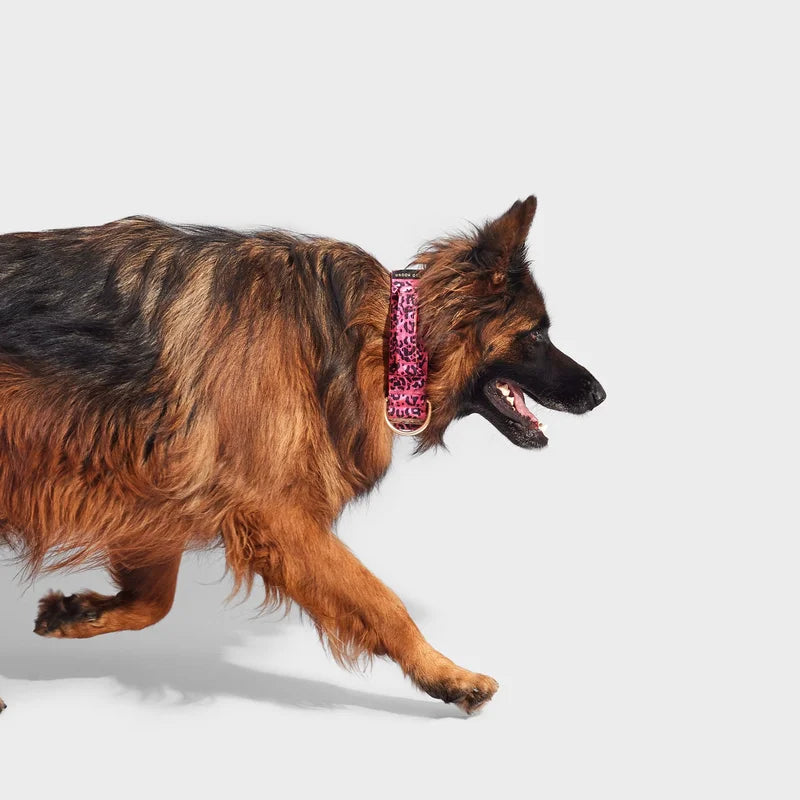 Why Most Dog Fashion Is Designed for Small Dogs — and Where That Leaves Big Breeds