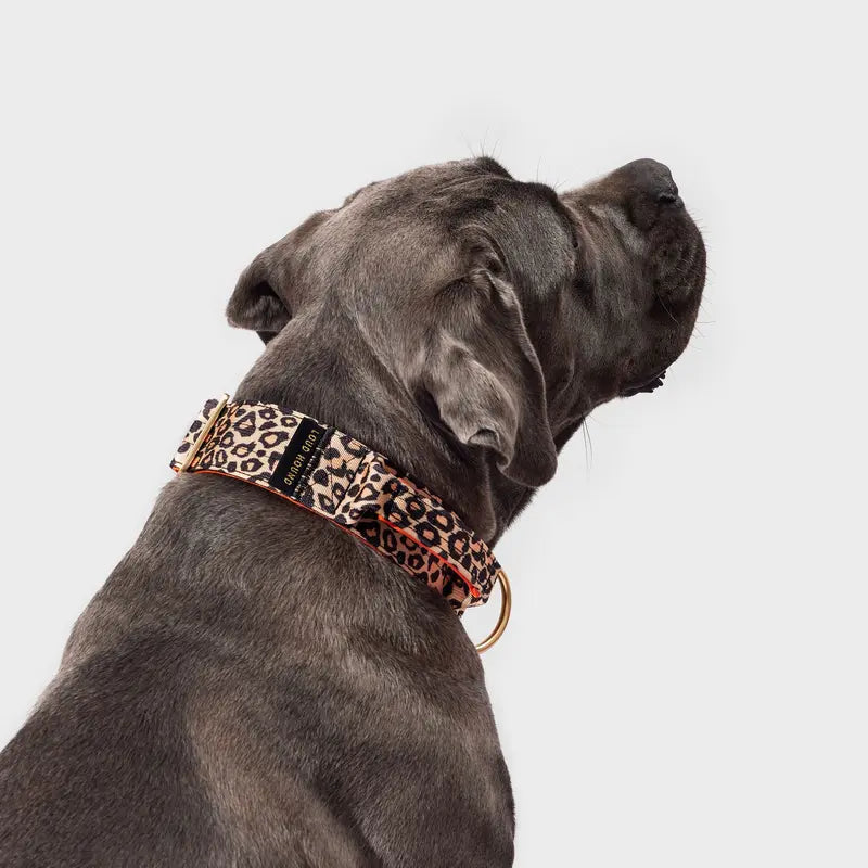 The Wide Collar Difference: Why Standard Straps Fail Big, Strong Dogs
