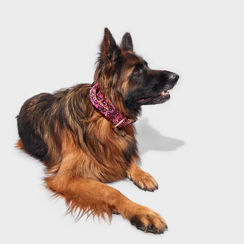 Large German Shepherd lying down wearing the 5cm wide Bardot pink leopard dog collar